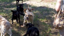 pups on the run